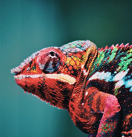 Vibrant Amazon