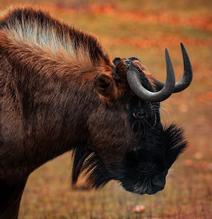 Wilderbeests Of Savanna